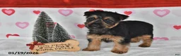 Yorkshire Terrier dogs for sale: Aaron - Ad 3