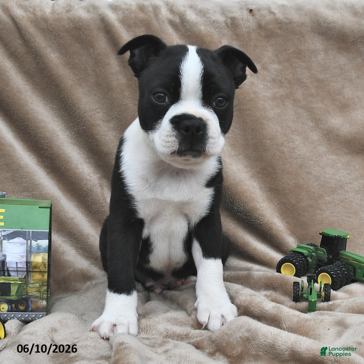 Boston Terrier dogs Beau - Ad 2