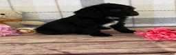 Miniature Labradoodle dogs for sale: Tabby - Ad 1