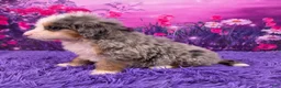 Mini Bernedoodle dogs for sale: Kodiak - Ad 3