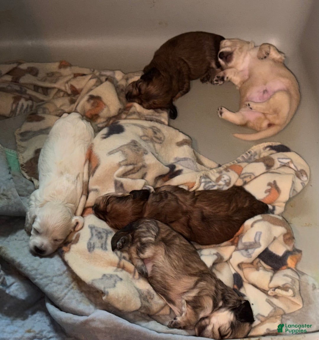 Miniature Dachshund dogs for sale: ee cream - Ad 30