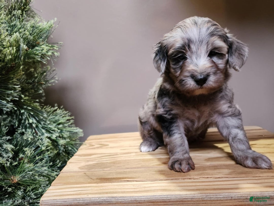 Mini Bernedoodle dogs for sale: Blitz - Ad 4