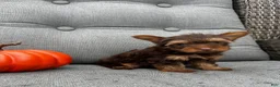 Yorkshire Terrier dogs for sale: Cash - Ad 4