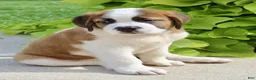 Saint Bernard dogs for sale: Annabelle - Ad 3