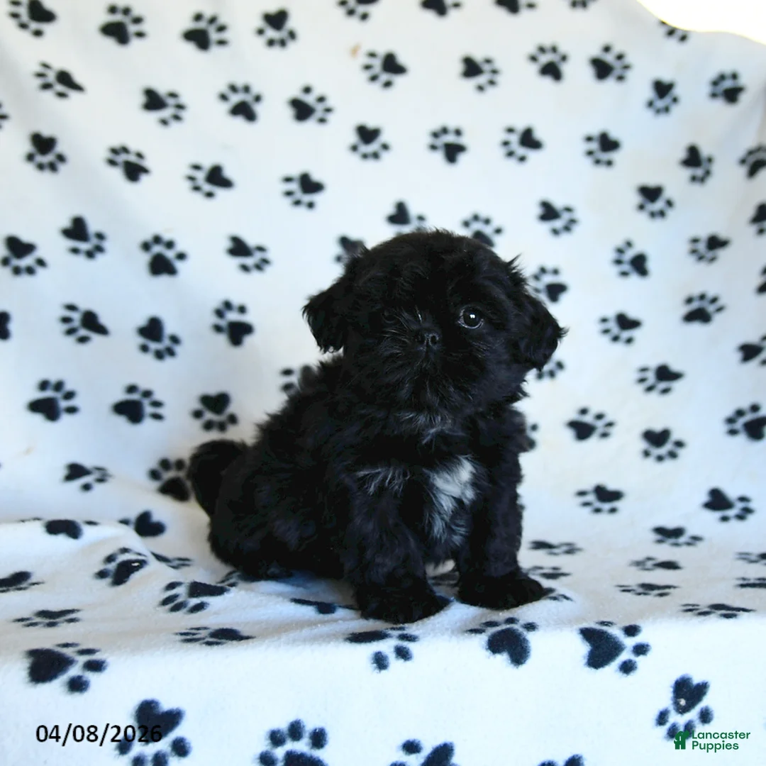 Shih Tzu dogs for sale: Freddy - Ad 5