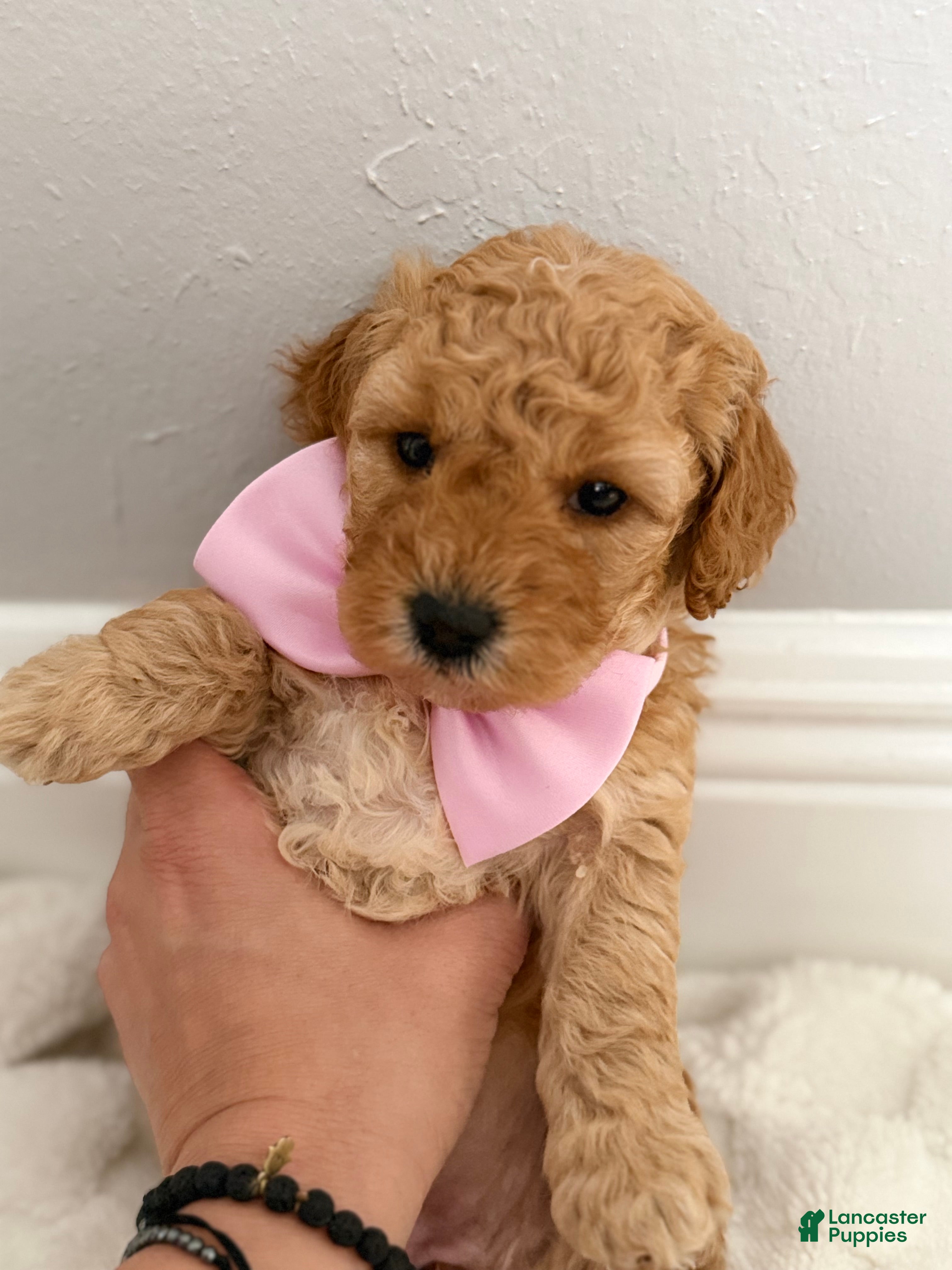 Mini Goldendoodle dogs Mini Goldendoodle Puppy 4 - Ad 7
