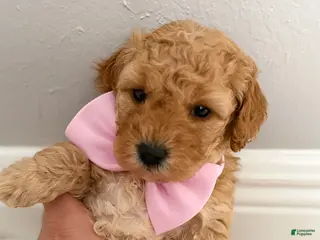 Mini Goldendoodle dogs Mini Goldendoodle Puppy 4 - Ad 7