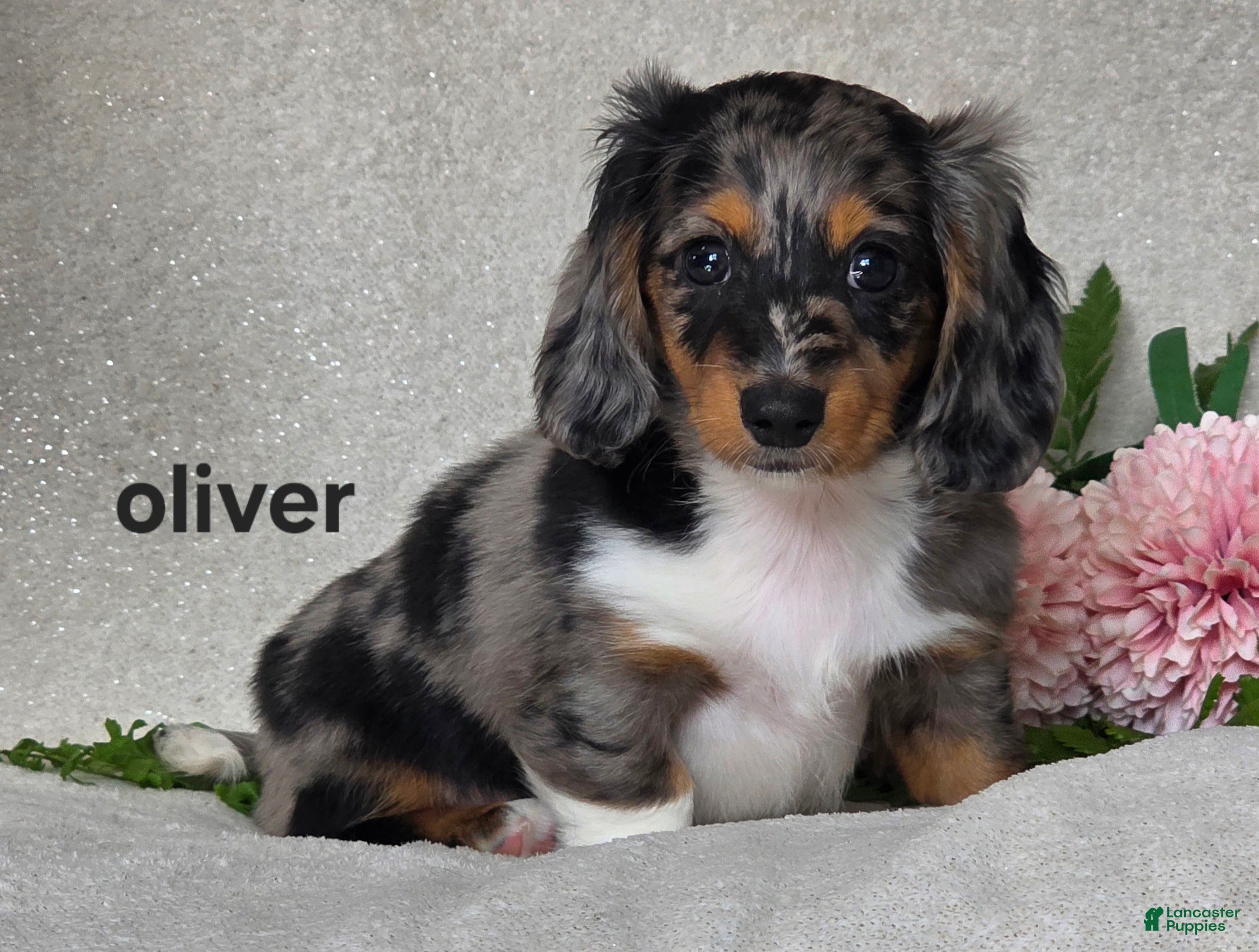 Miniature Dachshund dogs  Oliver - Ad 1