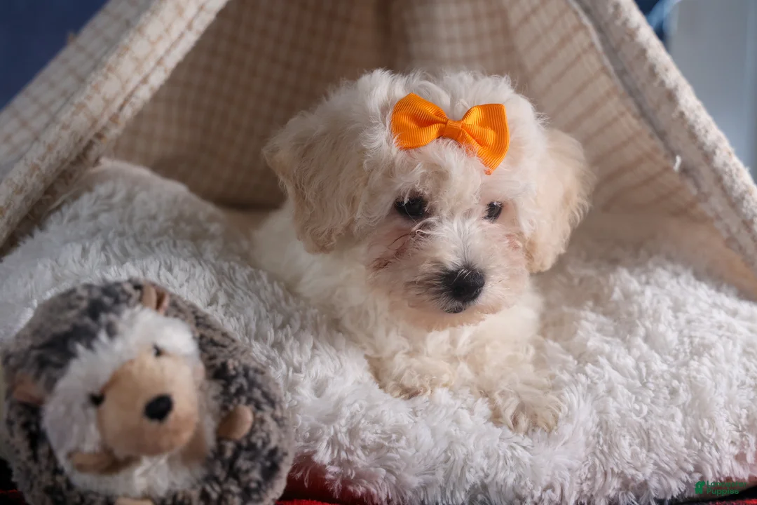 Bichon Frise dogs for sale: Darla - Ad 7