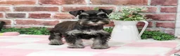 Miniature Schnauzer dogs for sale: Trina - Ad 3