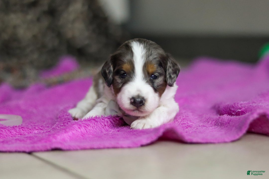 Mini Bernedoodle dogs for sale: Denver — Male — $1999 - Ad 3