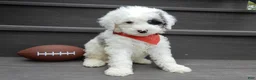 Sheepadoodle dogs for sale: Tucker-MEDIUM - Ad 6
