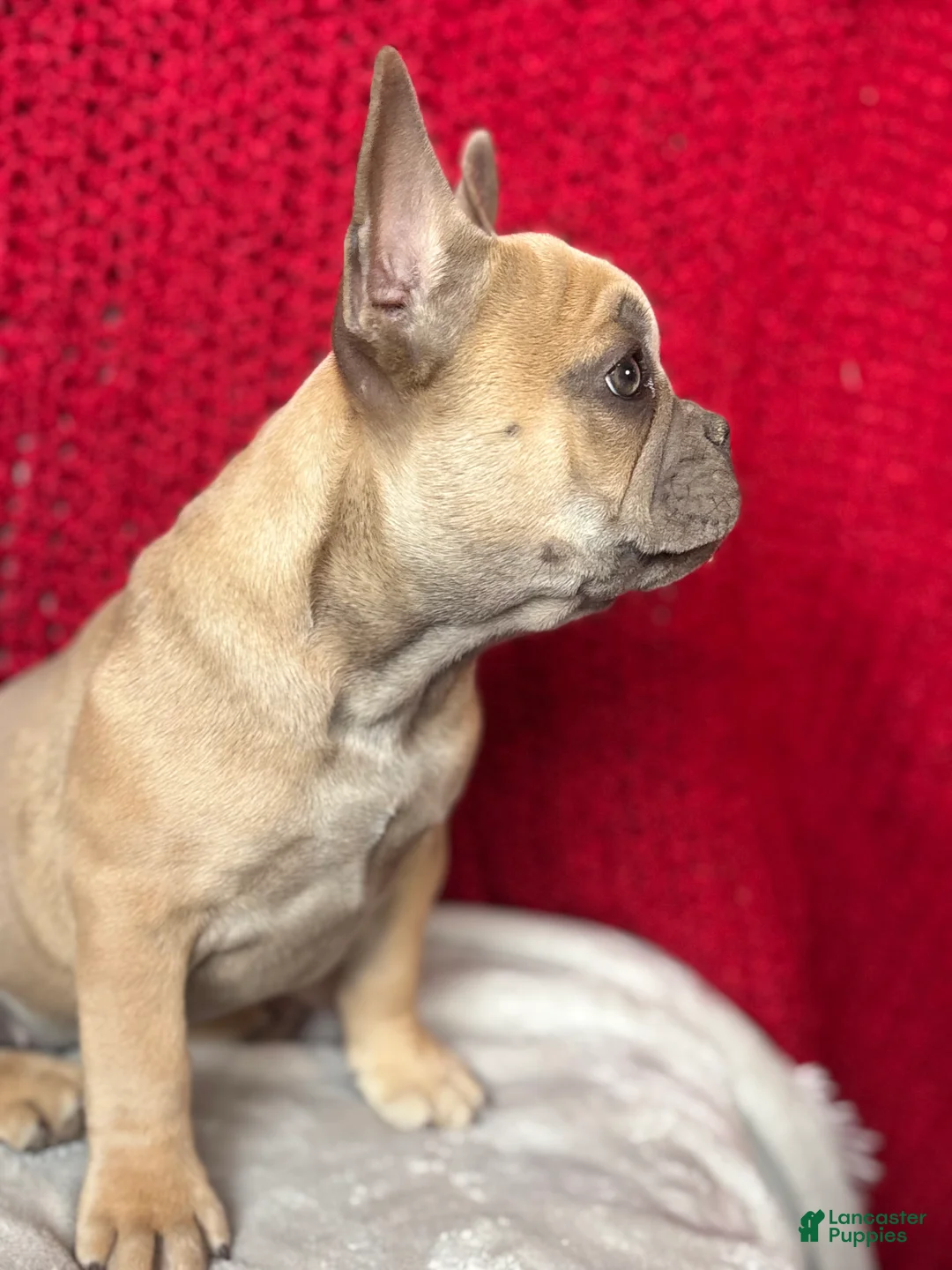 French Bulldog dogs for sale: Rosalita - Ad 7