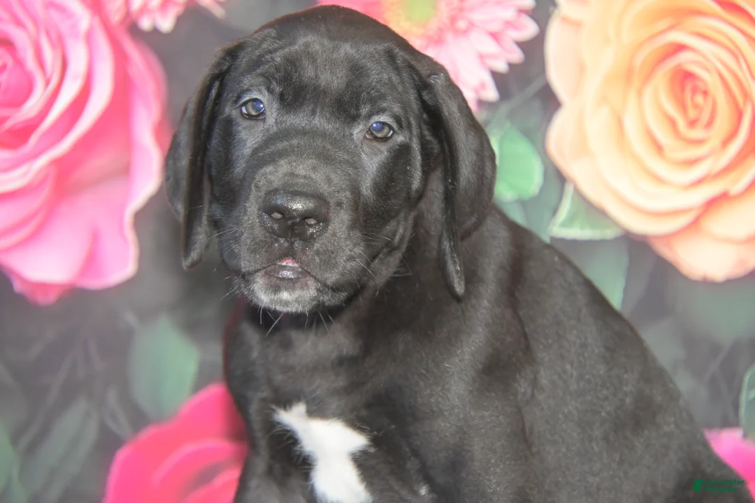 Great Dane dogs for sale: Great Dane 3 - Ad 2