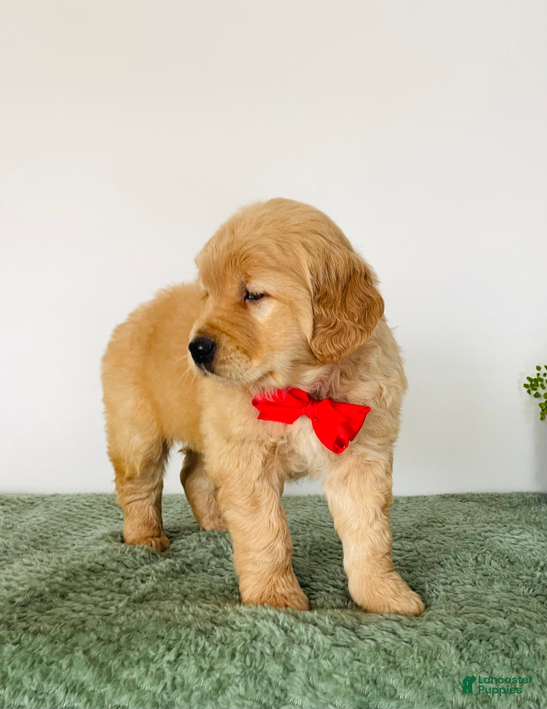 Golden Retriever dogs for sale: Charlie - Ad 4