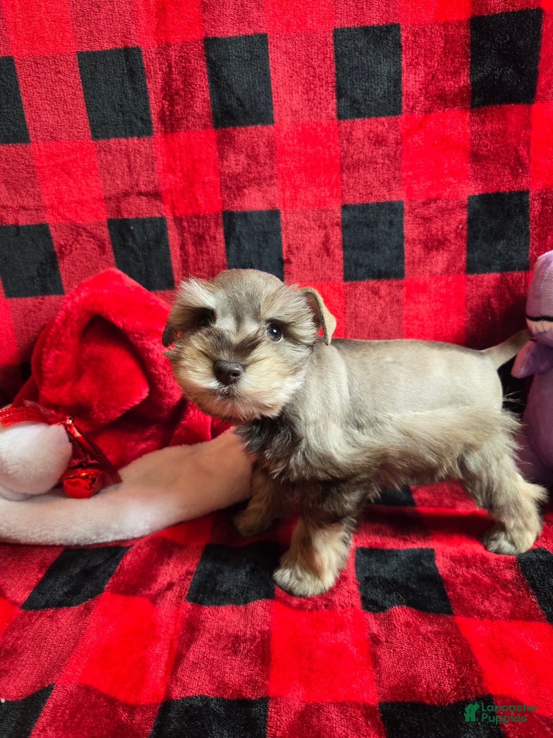 Miniature Schnauzer dogs for sale: Mary - Ad 3