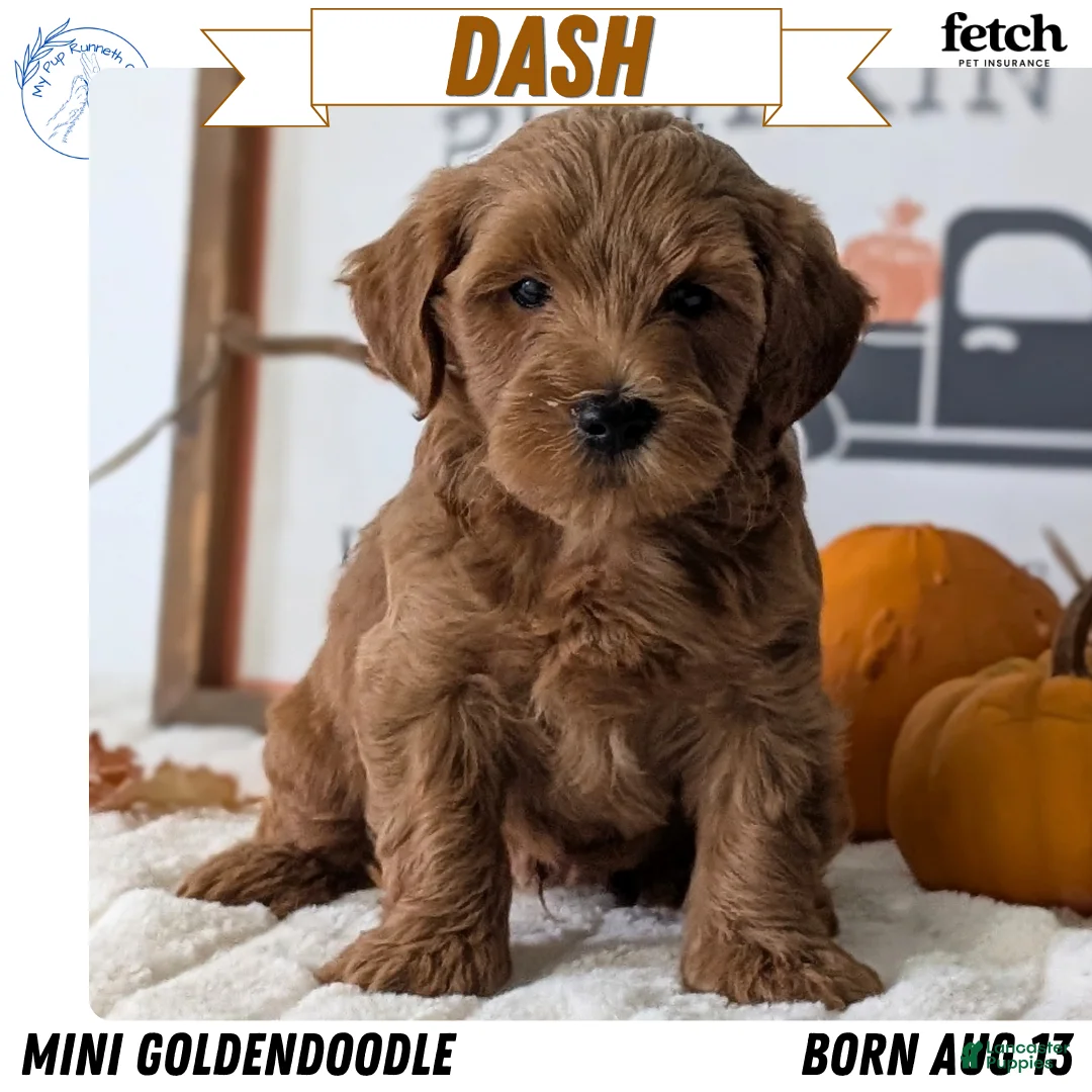 Mini Goldendoodle dogs for sale: Dash - Ad 1