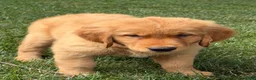 Golden Retriever dogs for sale: Golden Retriever 1 - Ad 1