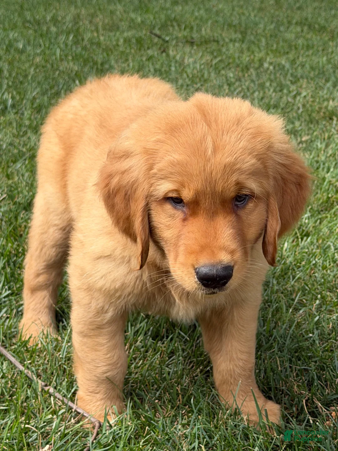 Golden Retriever dogs for sale: Golden Retriever 1 - Ad 1