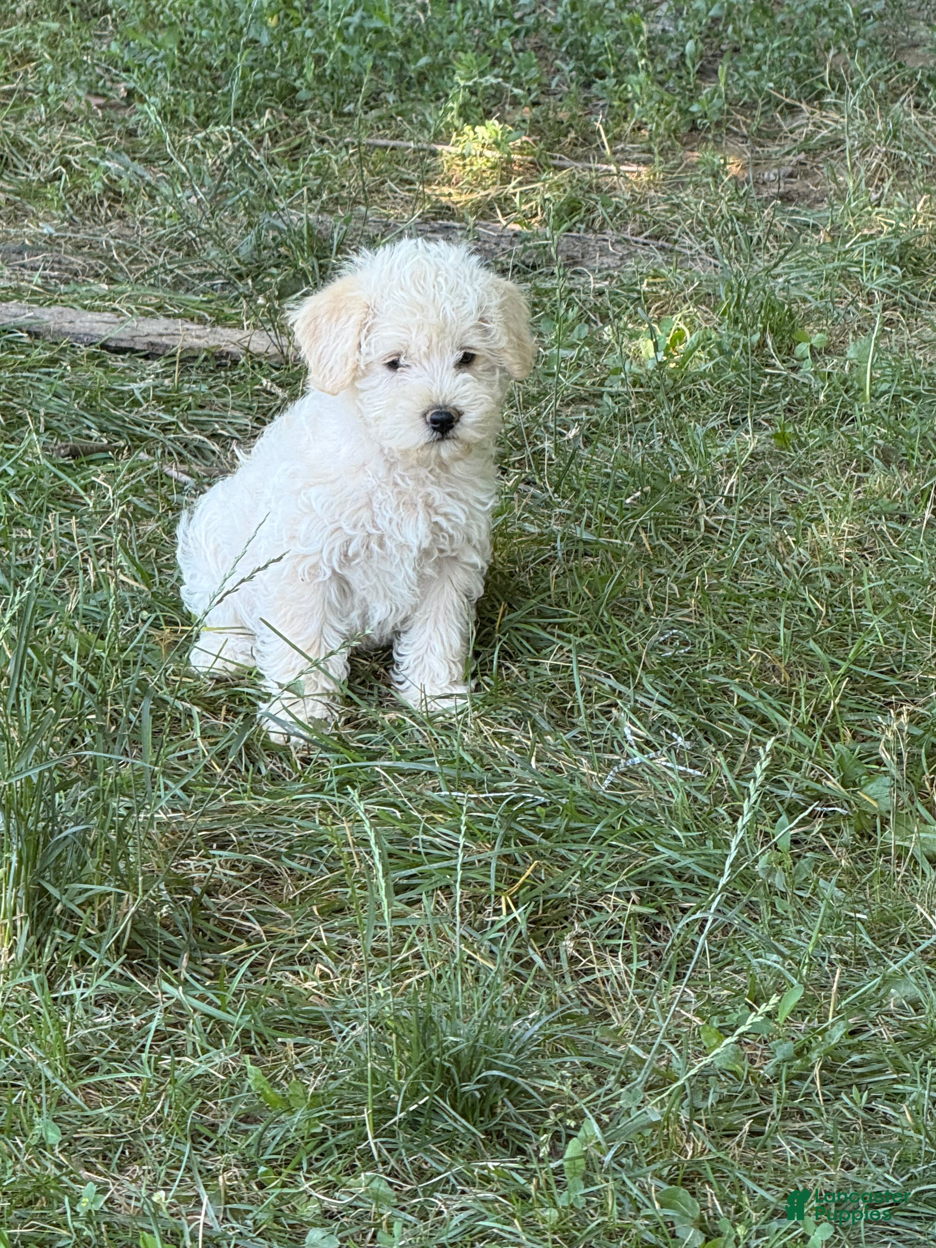 Schnoodle dogs Stanley - Ad 8