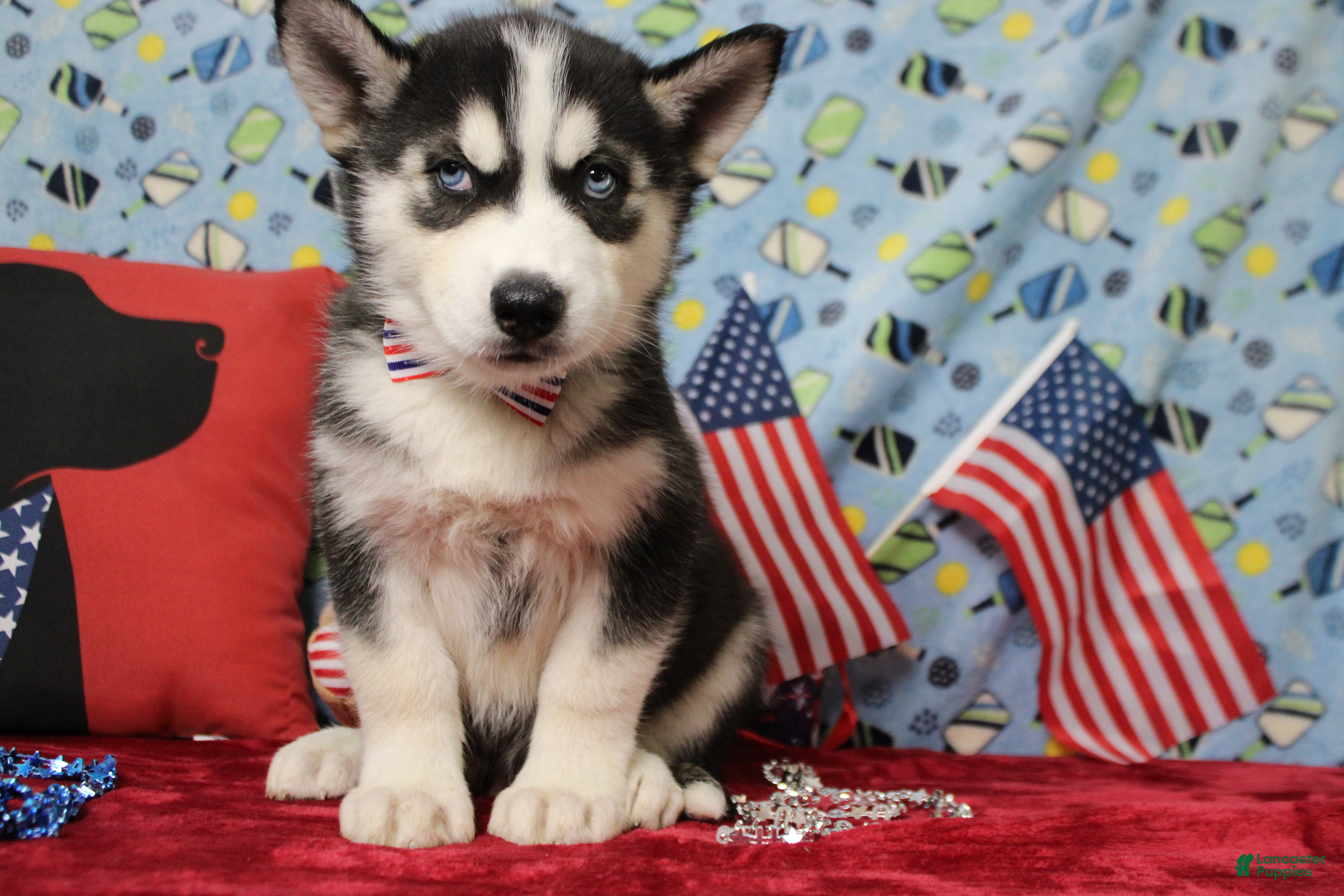 Siberian Husky dogs Atlas - Ad 31