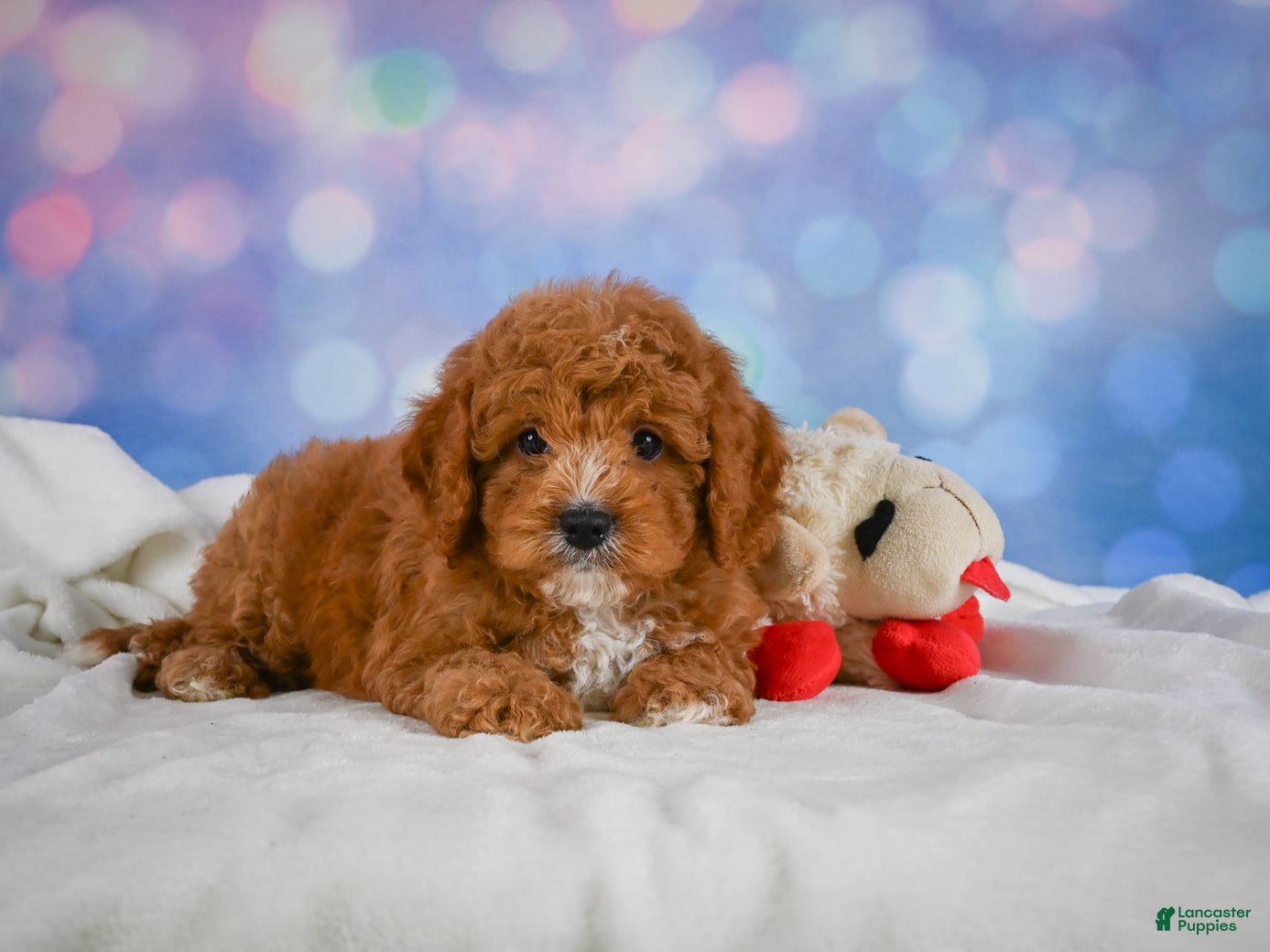 Cavapoo dogs Candy - Ad 1