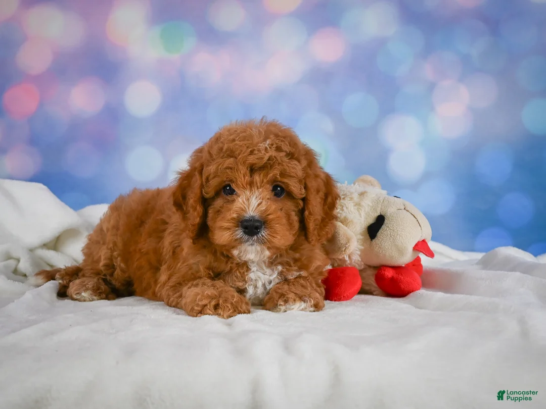 Cavapoo dogs for sale: Candy - Ad 1