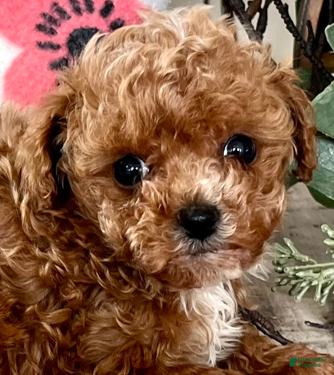 Toy Poodle dogs for sale: Precious rosebud ❤️ mom and dad weigh 4 pounds ❤️ crate/potty train ❤️ 717-344-8460 - Ad 2