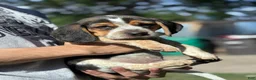 Beagle dogs for sale: Jax jr - Ad 4