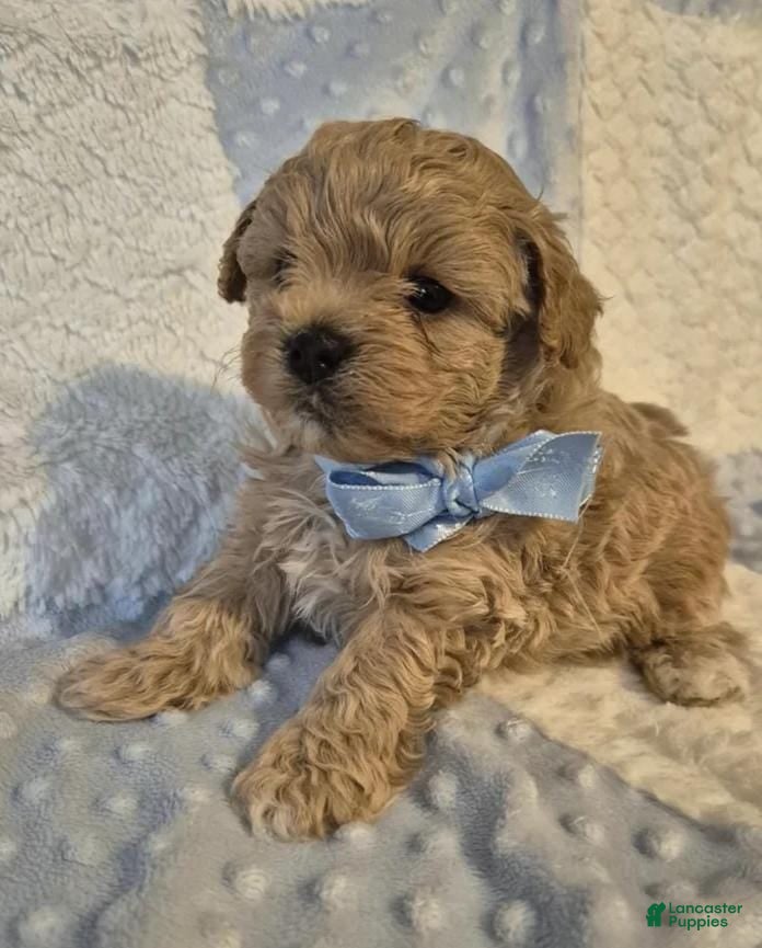 Maltipoo dogs Lexxie - Ad 36