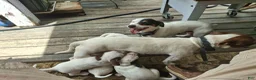 Jack Russell Terrier dogs for sale: Jack Russell Terrier 3 - Ad 22