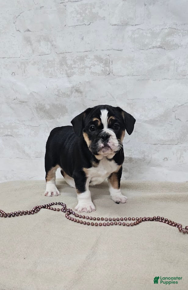 Mixed Breed dogs Pie Face Bulldog Blend - Ad 38