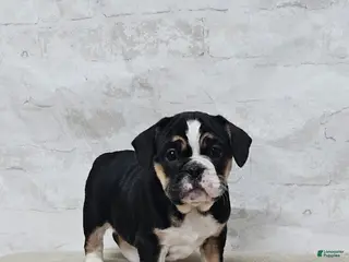 Mixed Breed dogs Pie Face Bulldog Blend - Ad 38