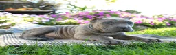 Cane Corso dogs for sale: Titus - Ad 5