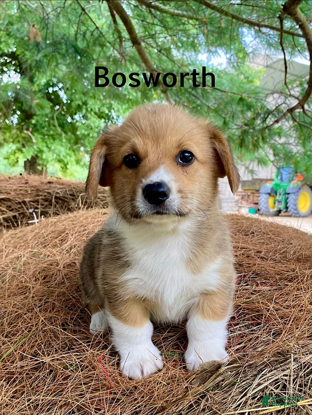 Welsh Corgi Pembroke dogs for sale: Bosworth - Ad 1