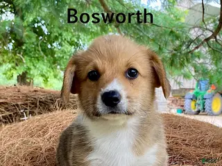 Welsh Corgi Pembroke dogs Bosworth - Ad 1
