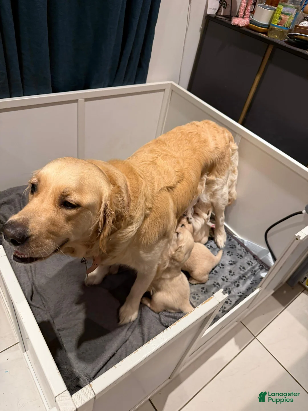 Golden Retriever dogs for sale: Golden Retriever Puppy 2 - Ad 2