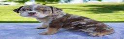 Beabull dogs for sale: Silas - Ad 3