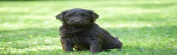 Portuguese Water Dog dogs for sale: Molly - Ad 6