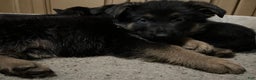German Shepherd dogs for sale: German Shepherd Puppy 2 - Ad 1