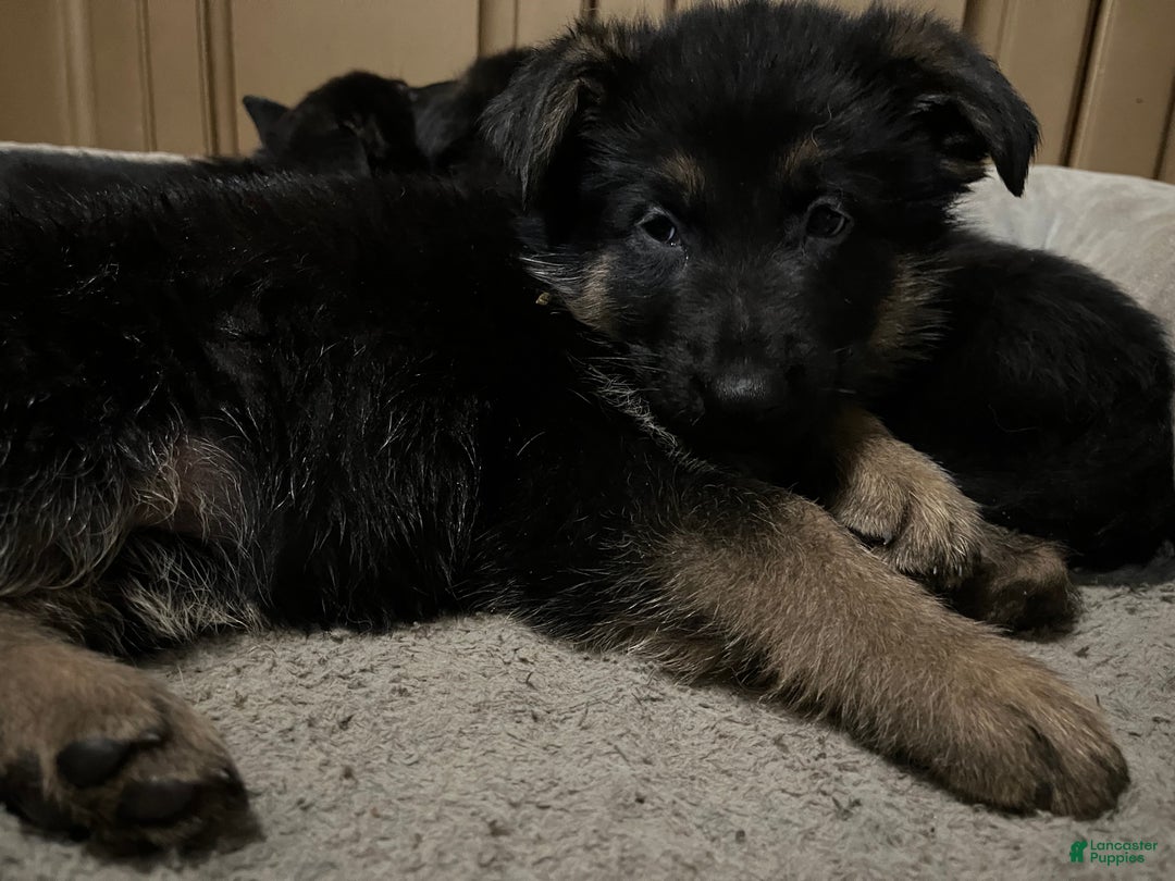 German Shepherd dogs for sale: German Shepherd Puppy 2 - Ad 1