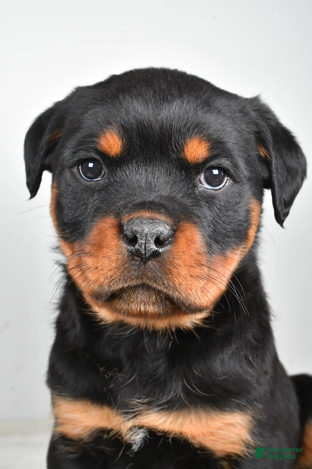 Rottweiler dogs for sale: Polly - Ad 7
