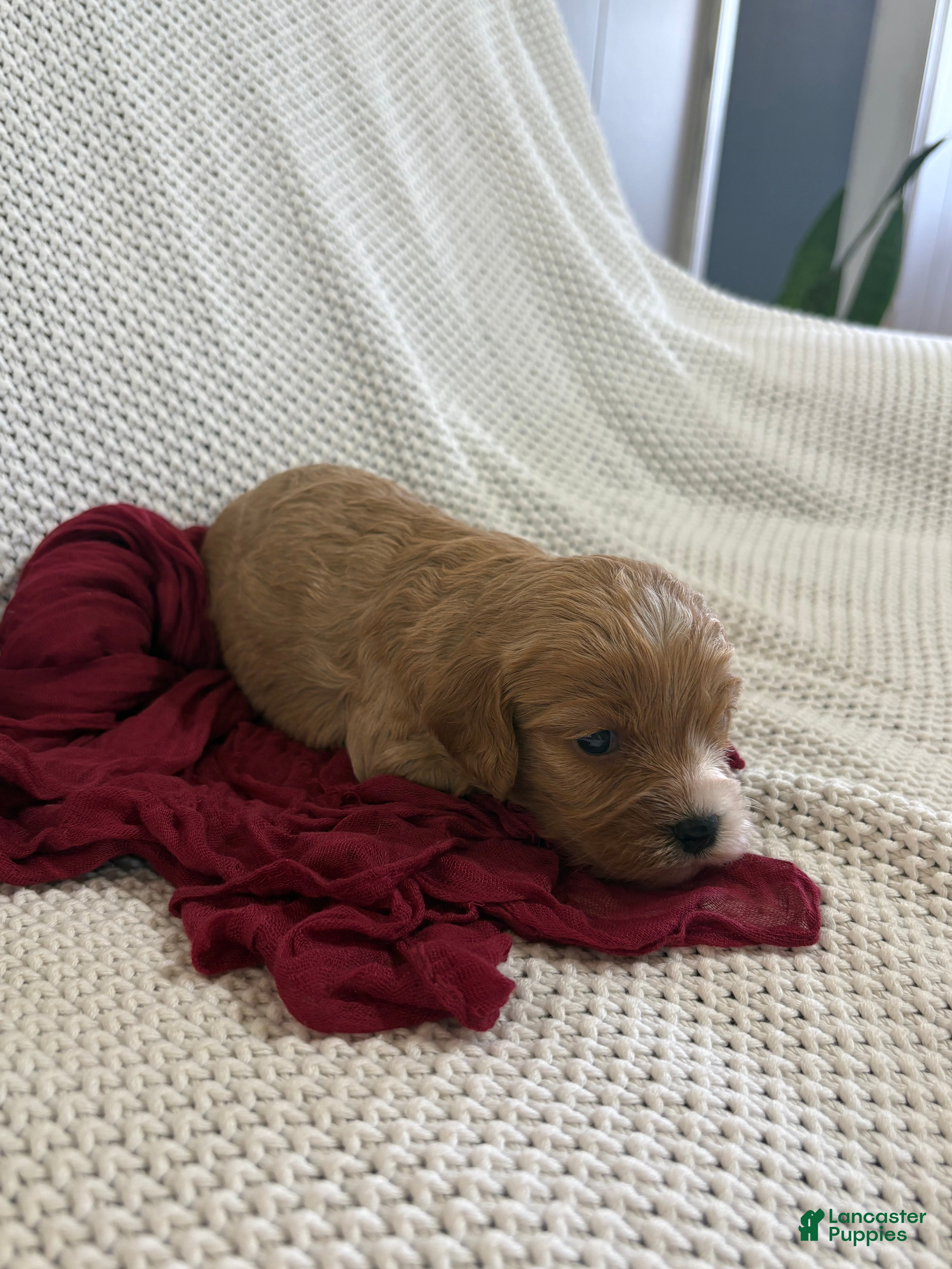 Cavapoo dogs Pebbles - Ad 2