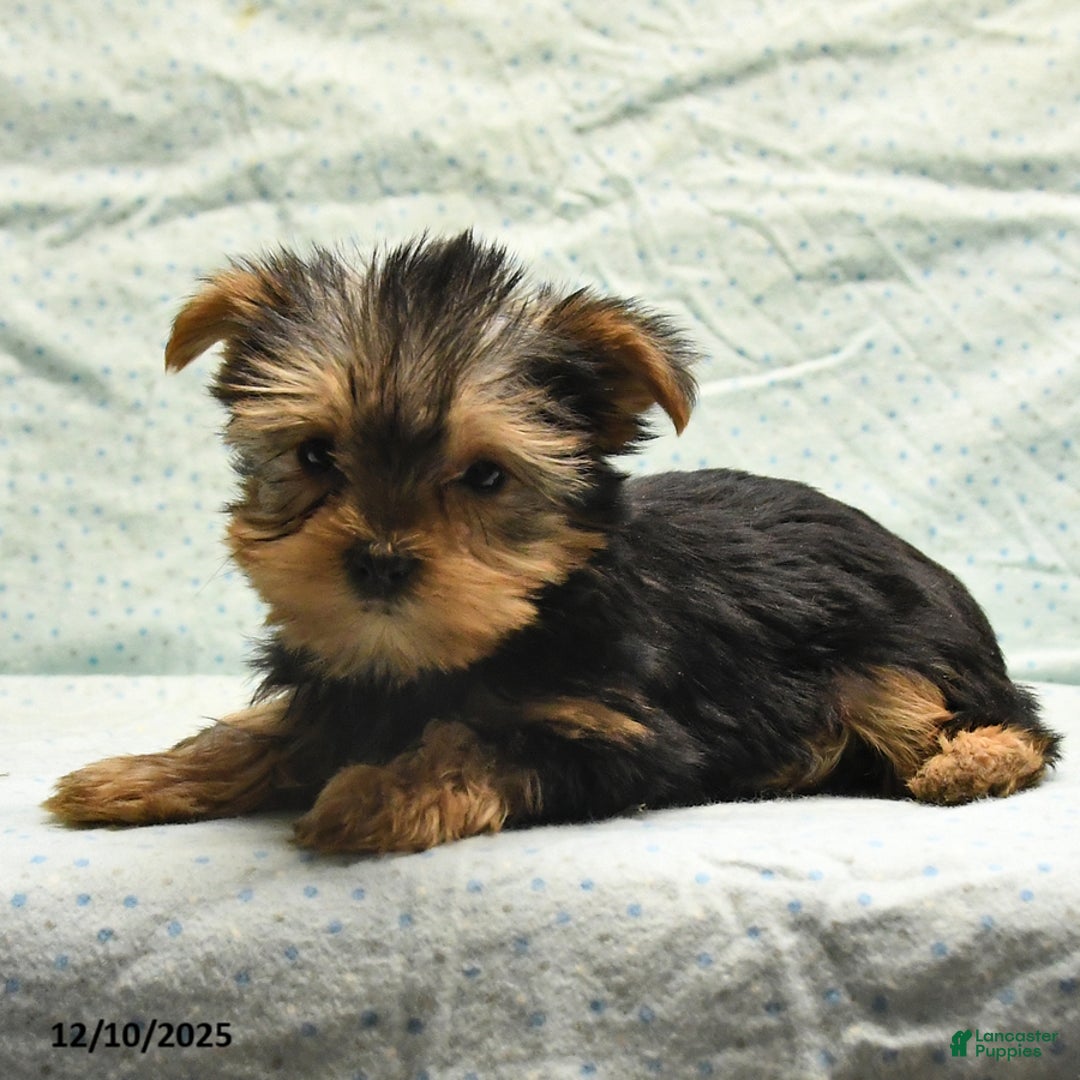 Yorkshire Terrier dogs for sale: Elmer - Ad 2