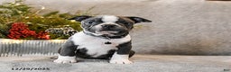Boston Terrier dogs for sale: Chief - Ad 2