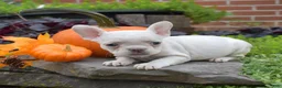 French Bulldog dogs for sale: Goldie (tiny) - Ad 4