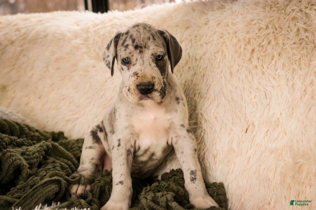 Great Dane dogs for sale: Percy - Ad 9