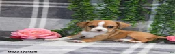 Mixed Breed dogs for sale: Glendon - Ad 4