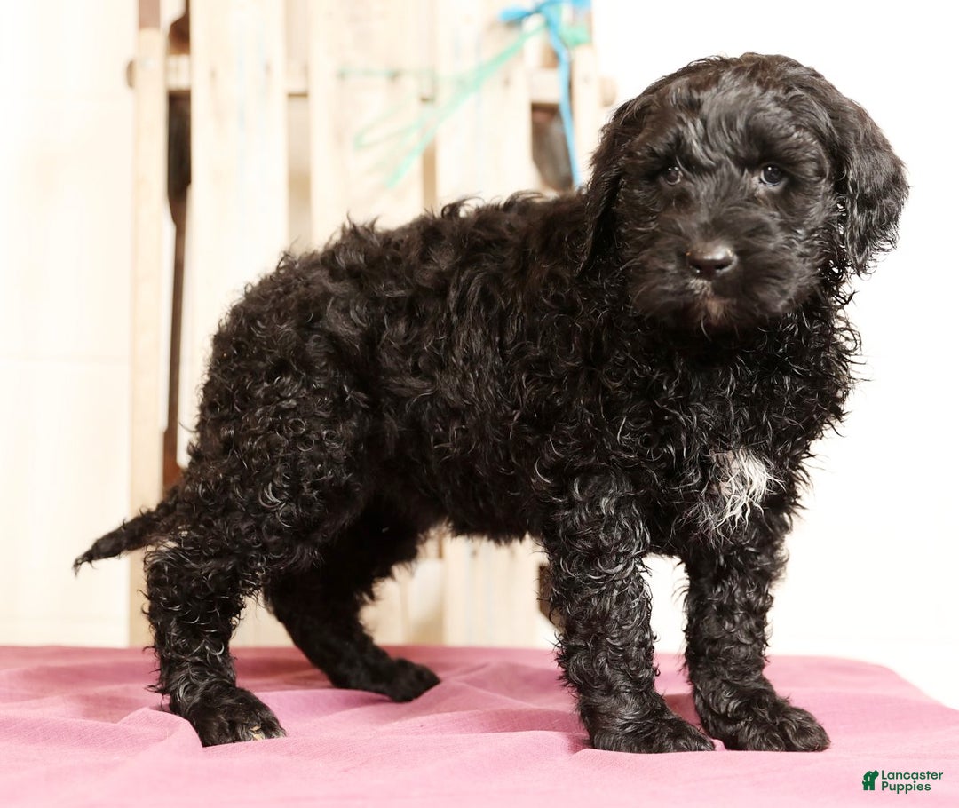 Labradoodle dogs for sale: Gina - Ad 2