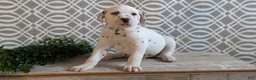 Dalmatian dogs for sale: Kody - Ad 4